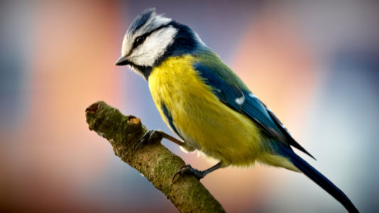 Фотообои синичка жолтая (animals-0000241)