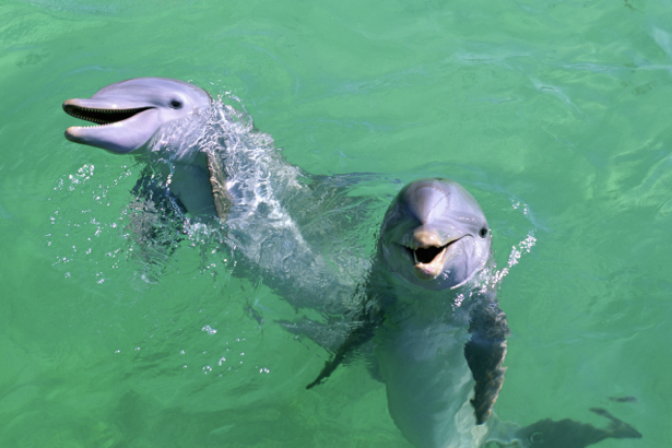 Фотообои дельфины фото (animals-0000299)