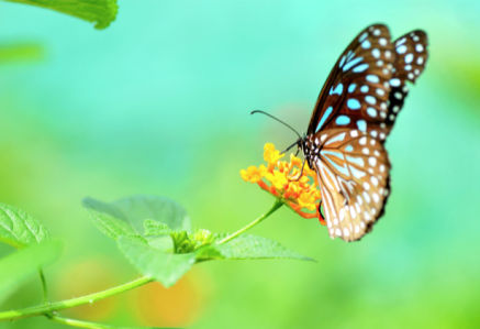 Фотообои Бабочка на цветке (animals-0000446)