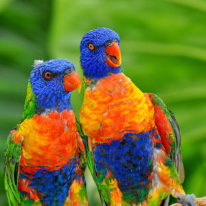Фотообои яркие попугай (animals-0000495)