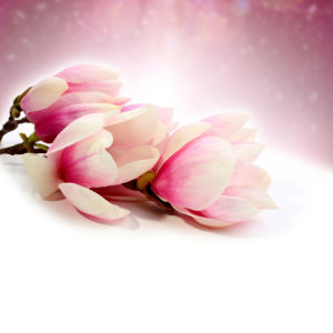 Фотообои фото цветы Ветка магнолии (flowers-0000003)