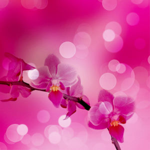 Фотообои на стену цветы Розовая орхидея (flowers-0000038)