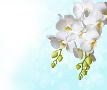 Белая орхидея фотообои цветов на стену (flowers-0000053)