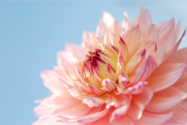 Фотообои на стену Цветок пиона (flowers-0000212)