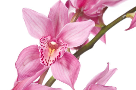 Фото обои Розовая орхидея (flowers-0000300)