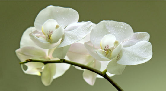 Фото обои на стену белая орхидея (flowers-0000371)
