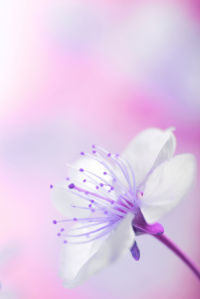 Обои фото белый цветок (flowers-0000424)