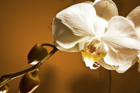 Фото обои Ветка белой орхидеи (flowers-0000450)