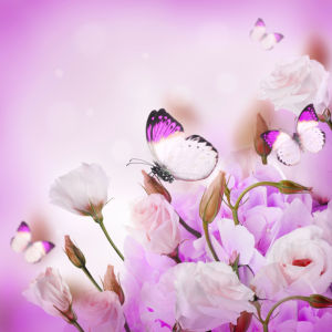 Обои на стену белые цветы, бабочки (flowers-0000577)