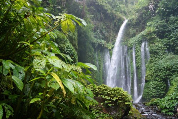 Фотообои тропический водопад лес (nature-0000726)