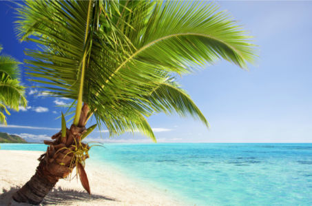Фотообои пальма на берегу острова (sea-0000306)