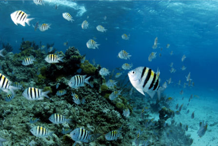 Фотообои кораллы полосатые рыбки (underwater-world-00046)