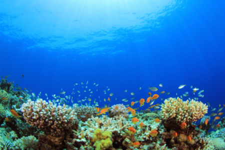 Фотообои для ванны кораллы, рыбки (underwater-world-00171)
