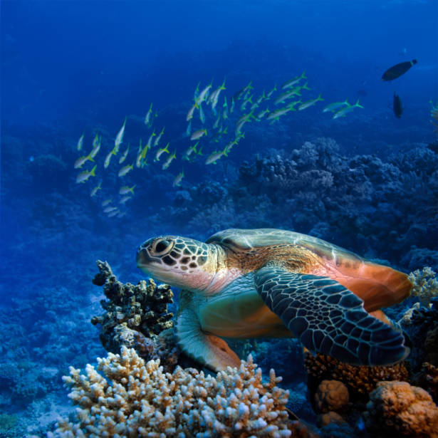 Фотообои для ванны морская черепаха (underwater-world-00207)