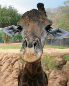 Фотообои Жираф портрет (animals-0000268)