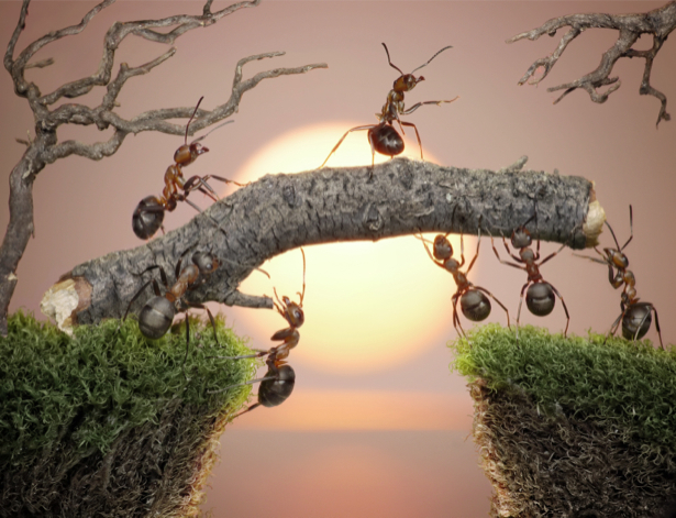 Фотообои муравьи переход (animals-0000322)