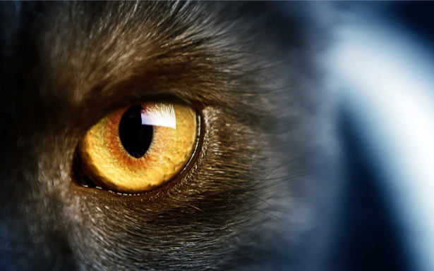 Фотообои глаз, черная кошка (animals-0000367)