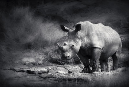 Фотообои носорог черно-белое фото (animals-0000372)