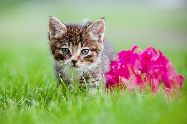 Фотообои Котик и цветок (animals-0000441)