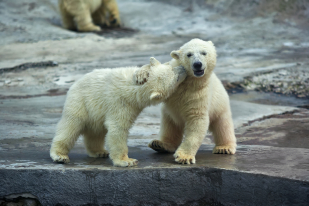 Фотообои пара белых медвежат (animals-0000507)
