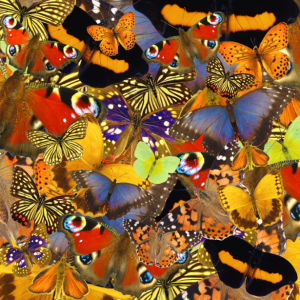 Фотообои разноцветные бабочки (background-0000107)