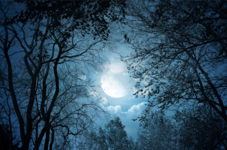 Фотообои лес в свете луны (fantasy-0000031)