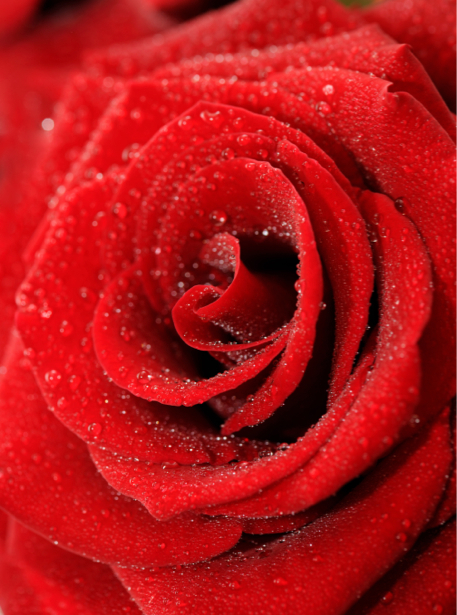 Алая, красная роза картины цветы фото (flowers-0000070)