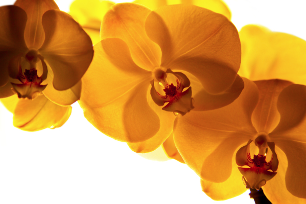 Фотообои стен Ветка желтой орхидеи (flowers-0000454)