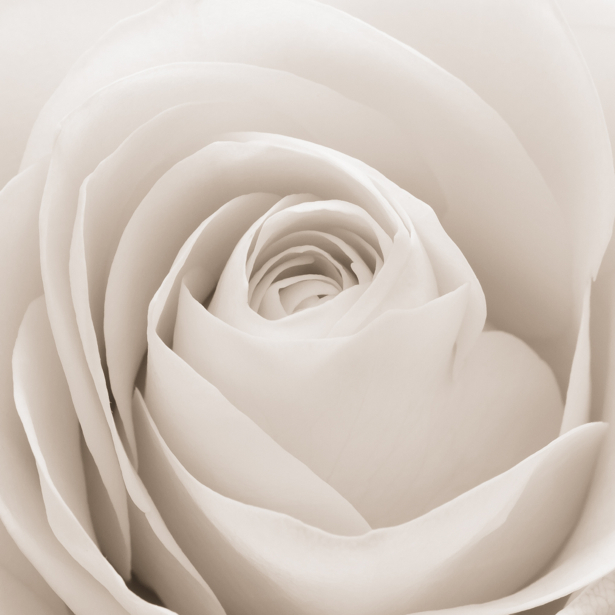 Обои фото цветок белая роза (flowers-0000469)