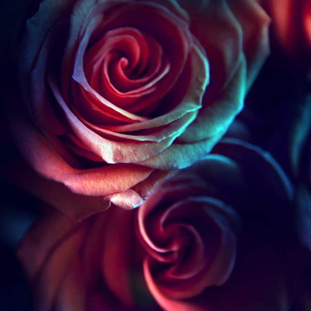 Фото обои цветы розы (flowers-0000527)
