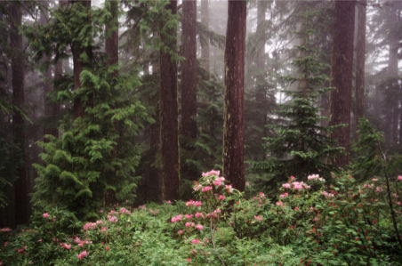 Фотообои сосновый лес (nature-00266)