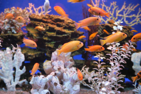 Фотообои ванная аквариум кораллы (underwater-world-00021)
