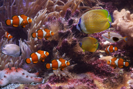 Фотообои для ванны кораллы и рыбки (underwater-world-00058)