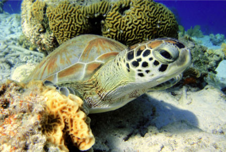 Фотообои в ванную черепаха (underwater-world-00143)