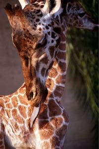 Фотообои портрет жирафа (animals-0000079)