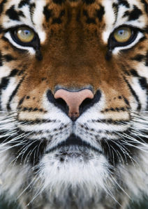 Фотообои тигр усатый (animals-0000177)