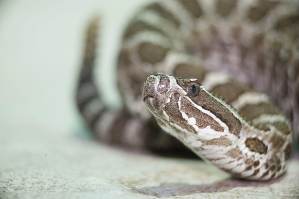 Фотообои гремучая змея (animals-0000244)