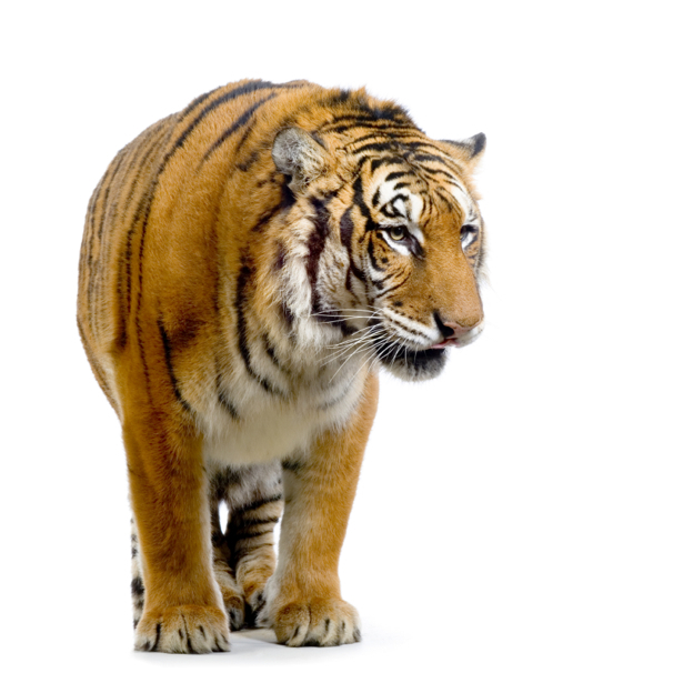 Фотообои на белом тигр (animals-0000251)