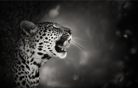 Фотообои гепард черно-белое фото (animals-0000375)