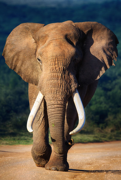 Фотообои Красавец слон (animals-558)