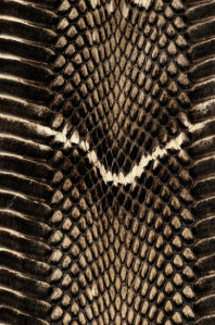 Фотообои текстура ядовитой змеи (background-0000296)