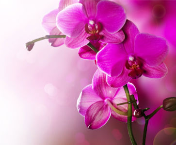 Розовая орхидея Фотообои на стену цветы (flowers-0000045)