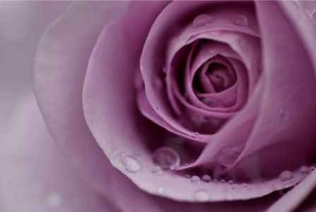 Лиловая роза фотообои цветы фото (flowers-0000067)