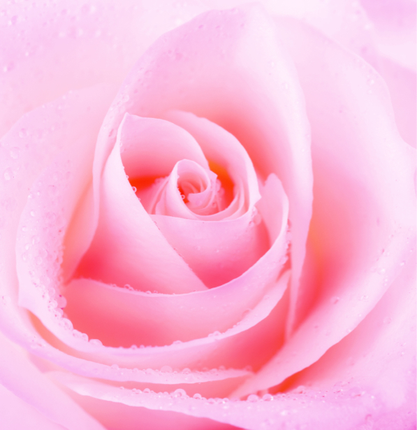 Обои фото Розовая роза с каплями росы (flowers-0000341)