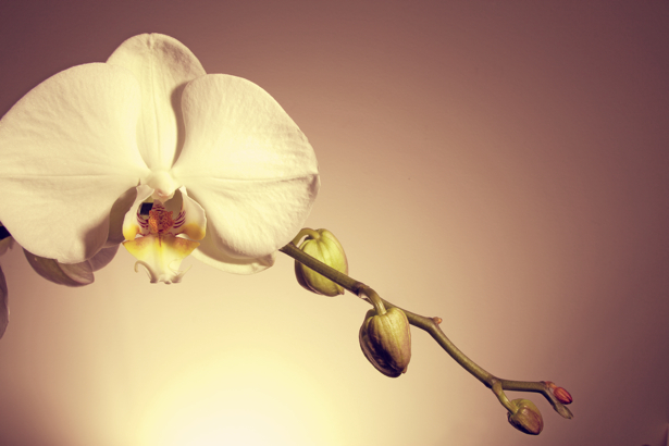 Фото обои на стену ветка белой орхидеи (flowers-0000458)