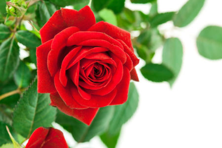 Фото обои цветок красная роза (flowers-0000501)