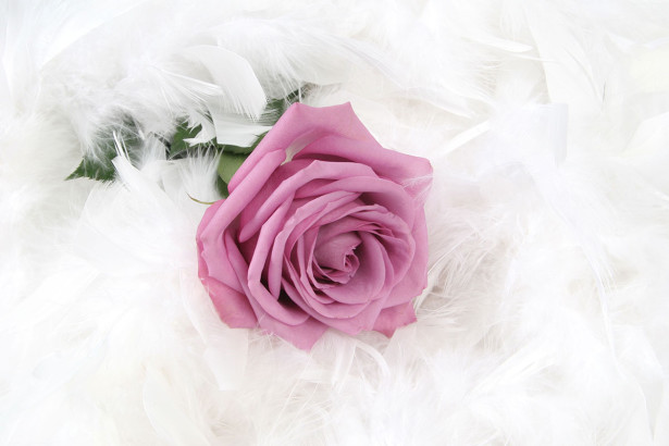 Фотообои Роза с белыми перьями (flowers-804)