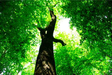 Фотообои лес дерево крона (nature-00245)