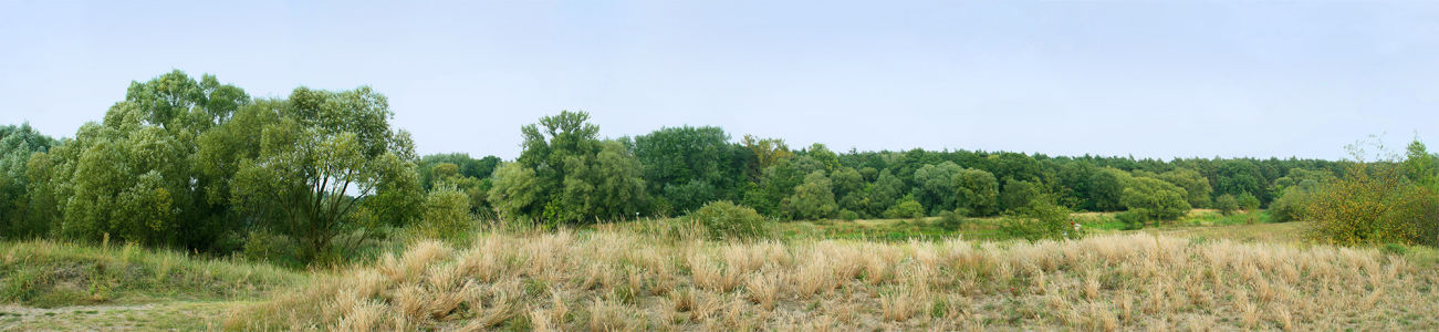 Фотообои панорама леса (panorama_0000023)