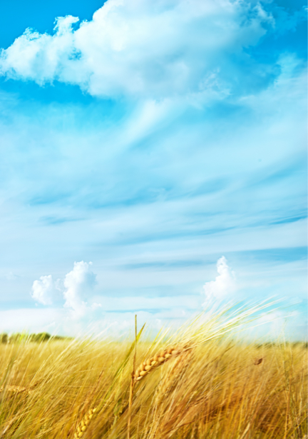 Фотообои поле пшеницы (ukraine-0257)